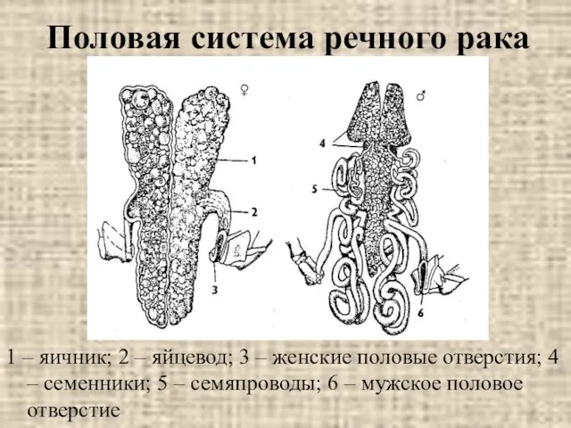 Половая система речного рака 1 – яичник; 2 – яйцевод; 3