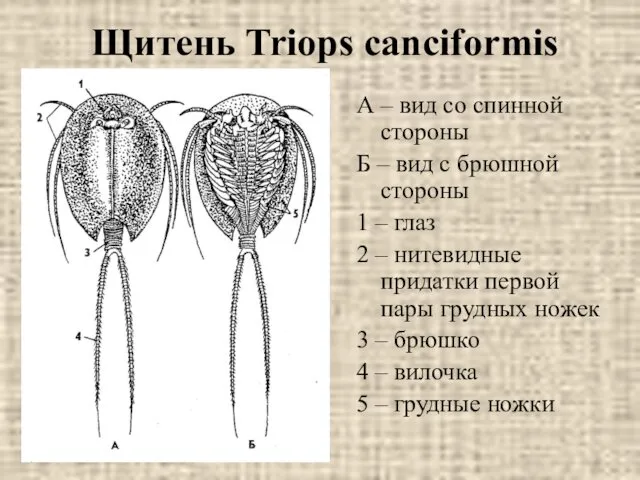 Щитень Triops canciformis А – вид со спинной стороны Б –