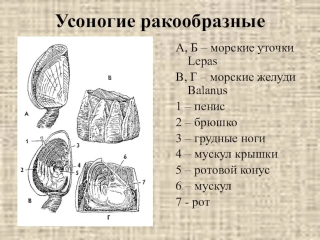 Усоногие ракообразные А, Б – морские уточки Lepas В, Г –