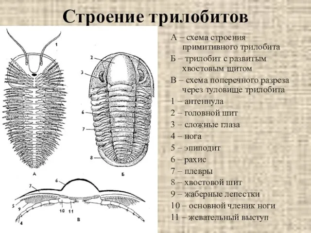 Строение трилобитов А – схема строения примитивного трилобита Б – трилобит