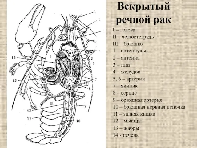 Вскрытый речной рак I – голова II – челюстегрудь III –