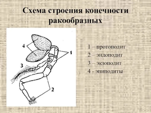 Схема строения конечности ракообразных 1 – протоподит 2 – эндоподит 3 – экзоподит 4 - эпиподиты