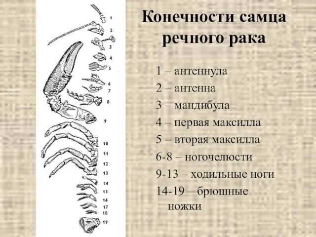 Конечности самца речного рака 1 – антеннула 2 – антенна 3