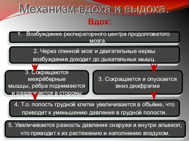 Механизм вдоха и выдоха. Возбуждение респираторного центра продолговатого мозга. 3. Сокращаются