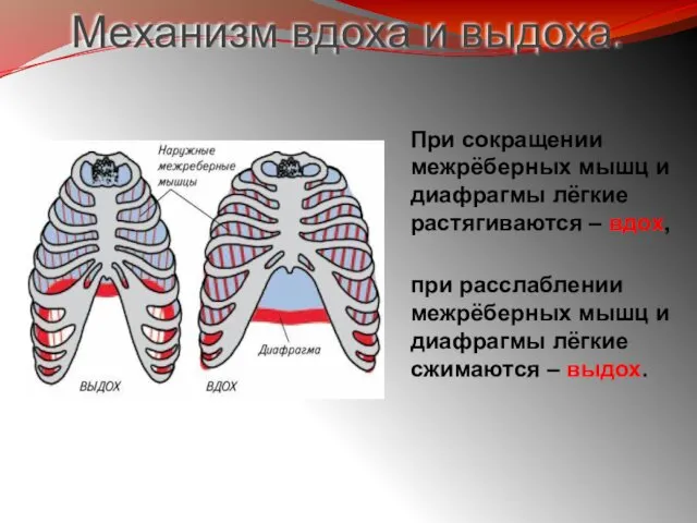 Механизм вдоха и выдоха. при расслаблении межрёберных мышц и диафрагмы лёгкие