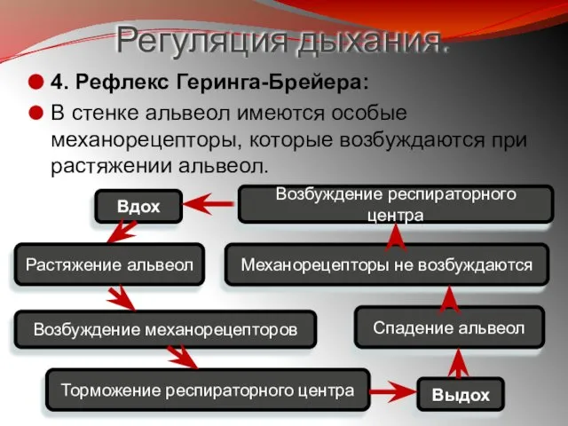 Регуляция дыхания. 4. Рефлекс Геринга-Брейера: В стенке альвеол имеются особые механорецепторы,