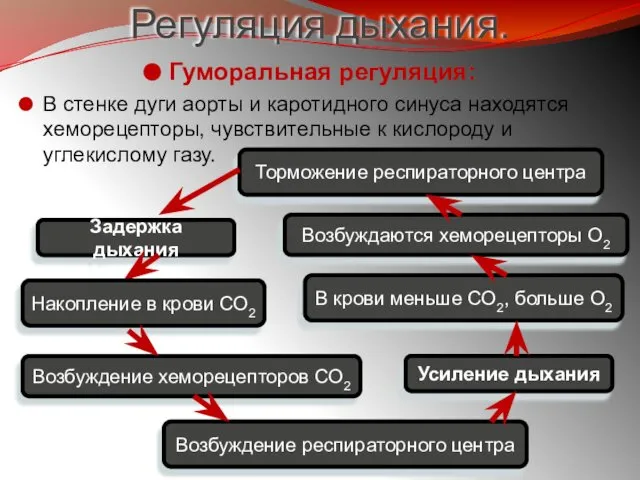 Регуляция дыхания. Гуморальная регуляция: В стенке дуги аорты и каротидного синуса