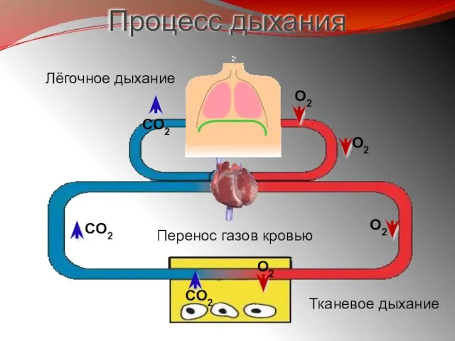 Процесс дыхания Лёгочное дыхание Тканевое дыхание Перенос газов кровью О2 О2 СО2 СО2 О2 СО2 О2