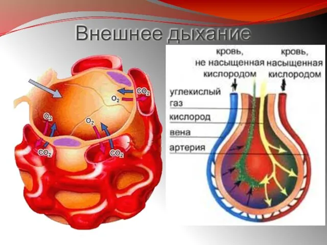 Внешнее дыхание