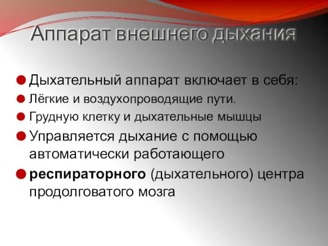 Аппарат внешнего дыхания Дыхательный аппарат включает в себя: Лёгкие и воздухопроводящие