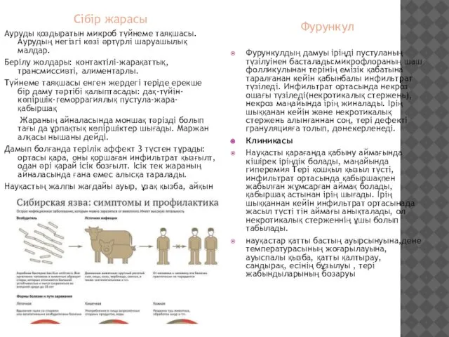 Сібір жарасы Ауруды қоздыратын микроб түйнеме таяқшасы. Аурудың негізгі көзі әртүрлі