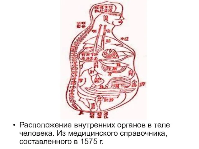 Расположение внутренних органов в теле человека. Из медицинского справочника, составленного в 1575 г.