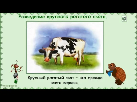 Разведение крупного рогатого скота. Крупный рогатый скот – это прежде всего коровы.