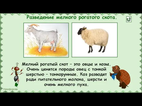 Разведение мелкого рогатого скота. Мелкий рогатый скот – это овцы и