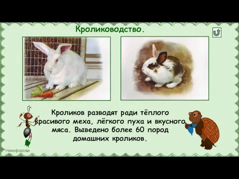 Кролиководство. Кроликов разводят ради тёплого красивого меха, лёгкого пуха и вкусного