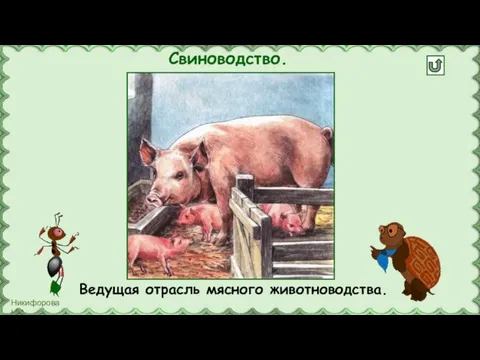 Свиноводство. Ведущая отрасль мясного животноводства.