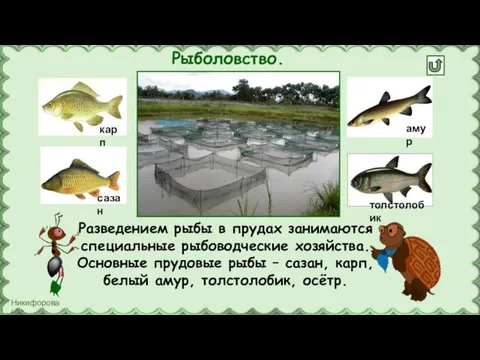 Рыболовство. Разведением рыбы в прудах занимаются специальные рыбоводческие хозяйства. Основные прудовые