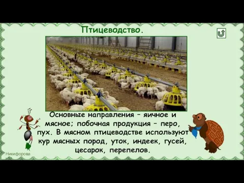 Птицеводство. Основные направления – яичное и мясное; побочная продукция – перо,