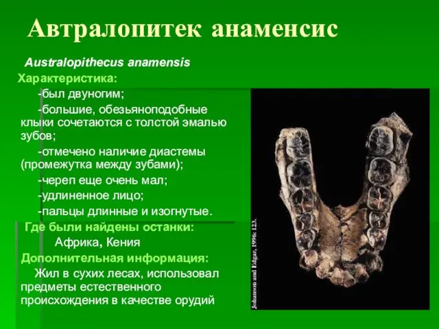 Автралопитек анаменсис Australopithecus anamensis Характеристика: -был двуногим; -большие, обезьяноподобные клыки сочетаются