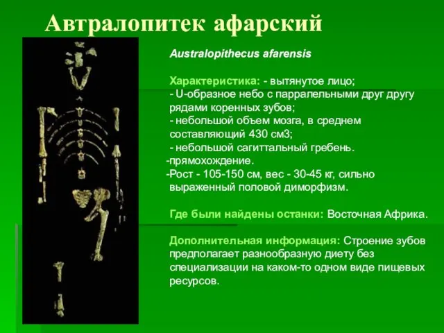 Автралопитек афарский Australopithecus afarensis Характеристика: - вытянутое лицо; - U-образное небо