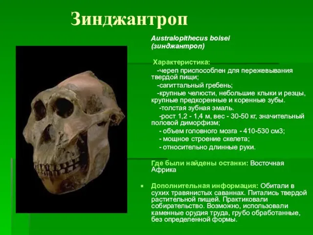 Зинджантроп Australopithecus boisei (зинджантроп) Характеристика: -череп приспособлен для пережевывания твердой пищи;