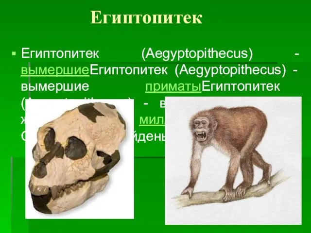 Египтопитек Египтопитек (Aegyptopithecus) - вымершиеЕгиптопитек (Aegyptopithecus) - вымершие приматыЕгиптопитек (Aegyptopithecus) -