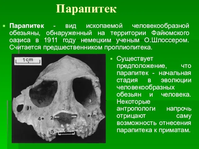 Парапитек Парапитек - вид ископаемой человекообразной обезьяны, обнаруженный на территории Файюмского