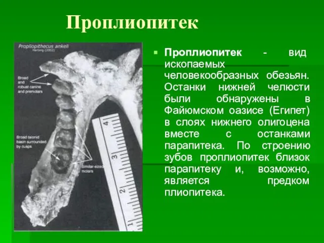 Проплиопитек Проплиопитек - вид ископаемых человекообразных обезьян. Останки нижней челюсти были