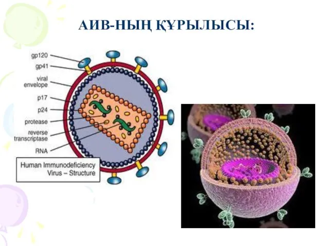 АИВ-НЫҢ ҚҰРЫЛЫСЫ: