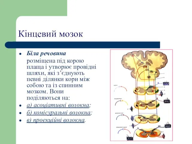 Кінцевий мозок Біла речовина розміщена під корою плаща і утворює провідні