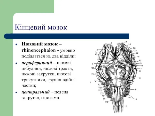 Кінцевий мозок Нюховий мозок – rhinencephalon - умовно поділяється на два