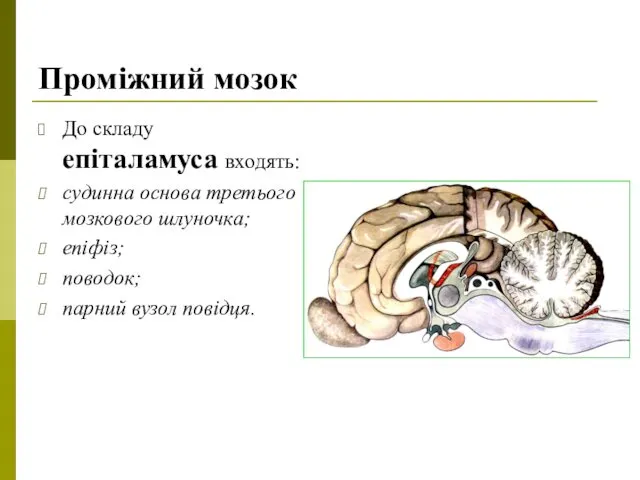 Проміжний мозок До складу епіталамуса входять: судинна основа третього мозкового шлуночка; епіфіз; поводок; парний вузол повідця.