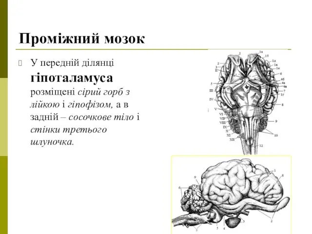 Проміжний мозок У передній ділянці гіпоталамуса розміщені сірий горб з лійкою