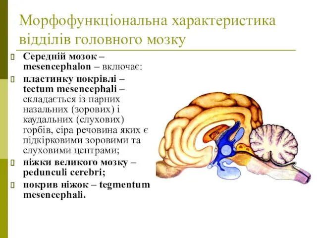 Морфофункціональна характеристика відділів головного мозку Середній мозок – mesencephalon – включає: