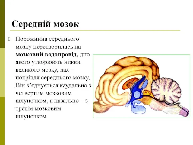 Середній мозок Порожнина середнього мозку перетворилась на мозковий водопровід, дно якого