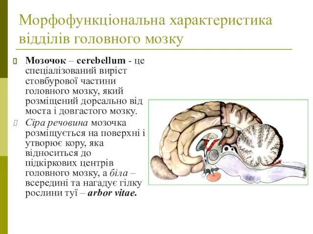 Морфофункціональна характеристика відділів головного мозку Мозочок – cerebellum - це спеціалізований