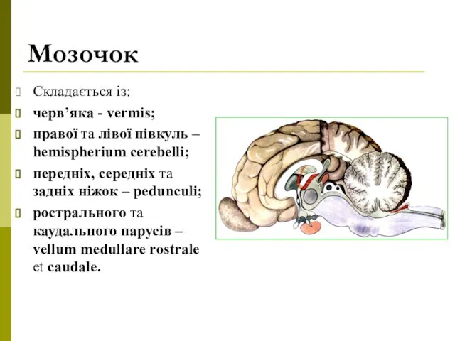 Мозочок Складається із: черв’яка - vermis; правої та лівої півкуль –