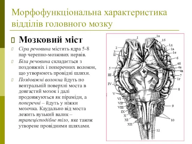 Морфофункціональна характеристика відділів головного мозку Мозковий міст Сіра речовина містить ядра