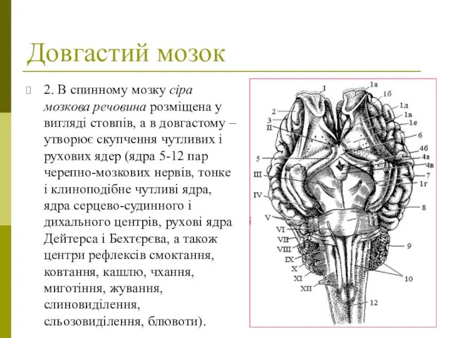 Довгастий мозок 2. В спинному мозку сіра мозкова речовина розміщена у