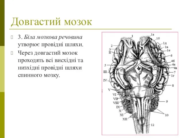 Довгастий мозок 3. Біла мозкова речовина утворює провідні шляхи. Через довгастий