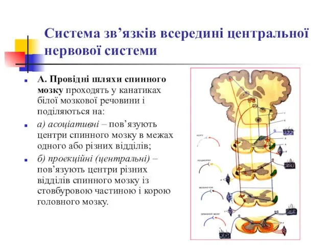 Система зв’язків всередині центральної нервової системи А. Провідні шляхи спинного мозку