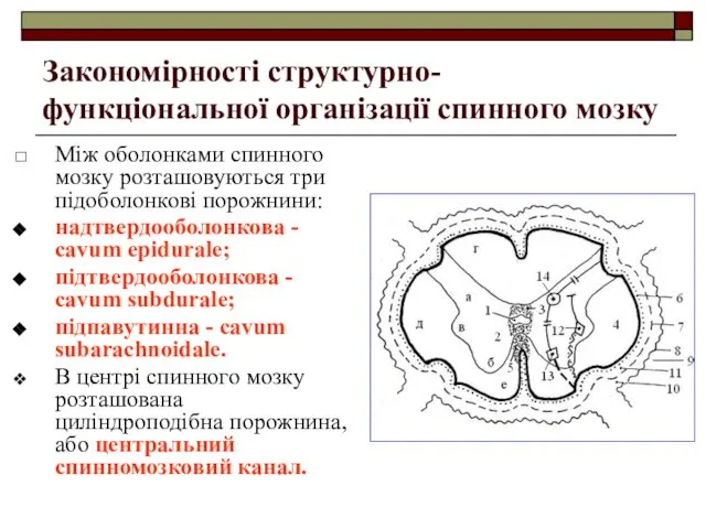 Закономірності структурно-функціональної організації спинного мозку Між оболонками спинного мозку розташовуються три