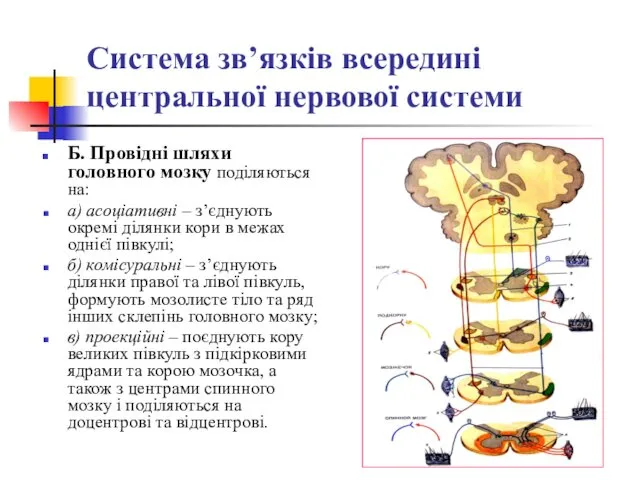 Система зв’язків всередині центральної нервової системи Б. Провідні шляхи головного мозку