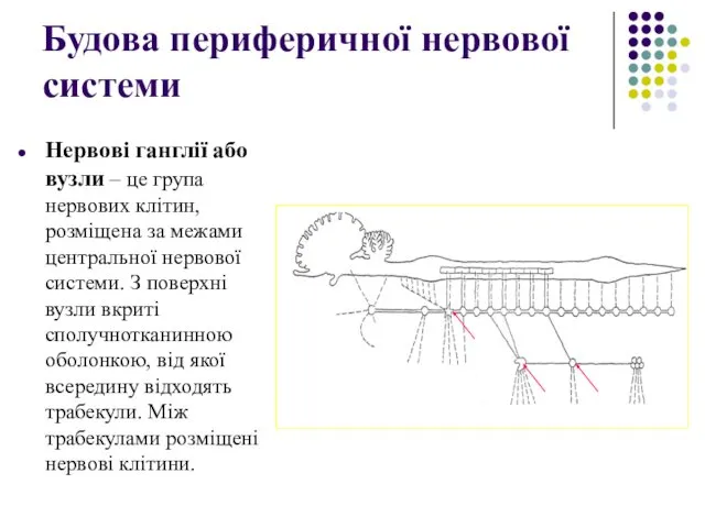 Будова периферичної нервової системи Нервові ганглії або вузли – це група