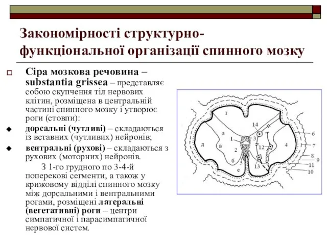 Закономірності структурно-функціональної організації спинного мозку Сіра мозкова речовина – substantia grissea