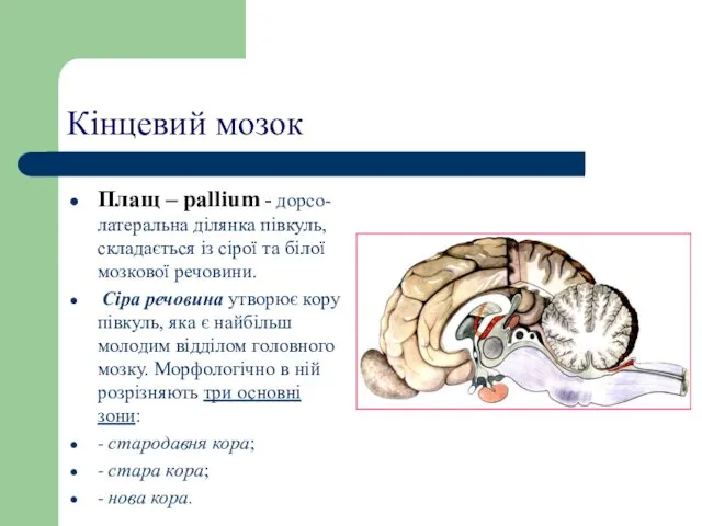 Кінцевий мозок Плащ – pallium - дорсо-латеральна ділянка півкуль, складається із