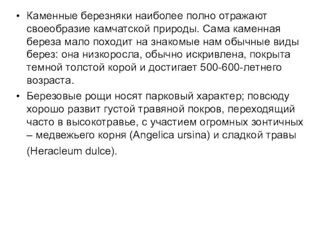 Каменные березняки наиболее полно отражают своеобразие камчатской природы. Сама каменная береза