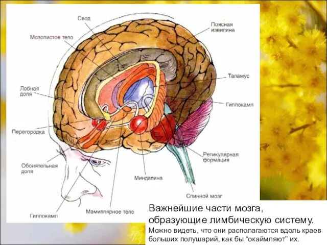 Важнейшие части мозга, образующие лимбическую систему. Можно видеть, что они располагаются