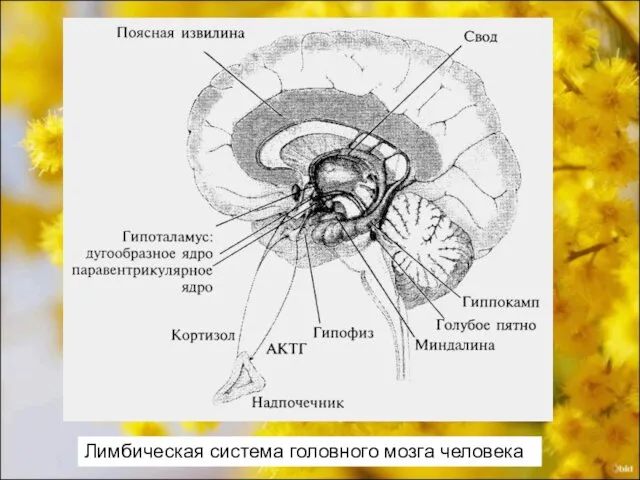 Лимбическая система головного мозга человека