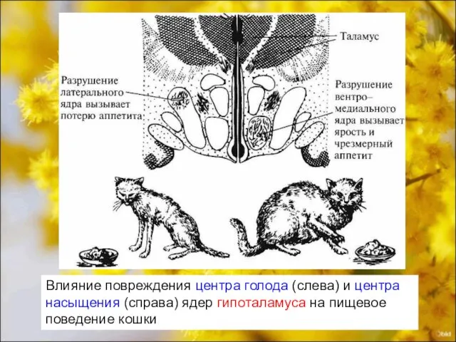 Влияние повреждения центра голода (слева) и центра насыщения (справа) ядер гипоталамуса на пищевое поведение кошки